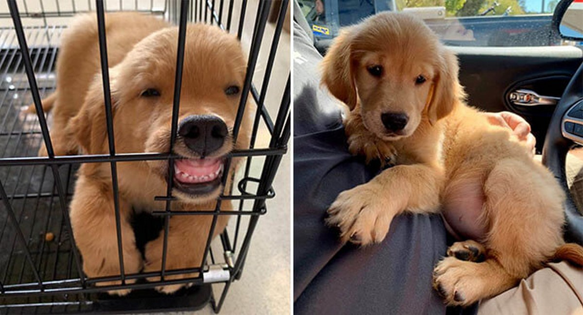 15 Cute Pictures Of Golden Retriever Puppies When They First Met Their New Family