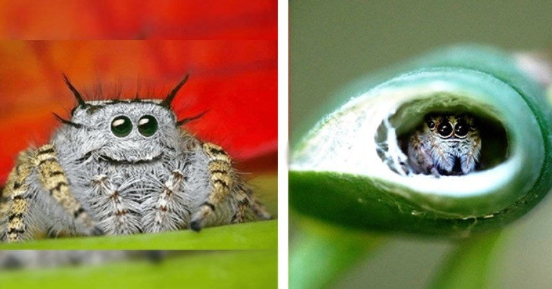 13 Adorable Spiders That Will Help You Change Your Mindset About Them