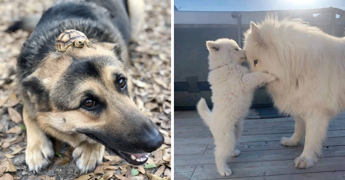 Weekly Dose Of Cutest Animals From Internet - grandgoldman.com