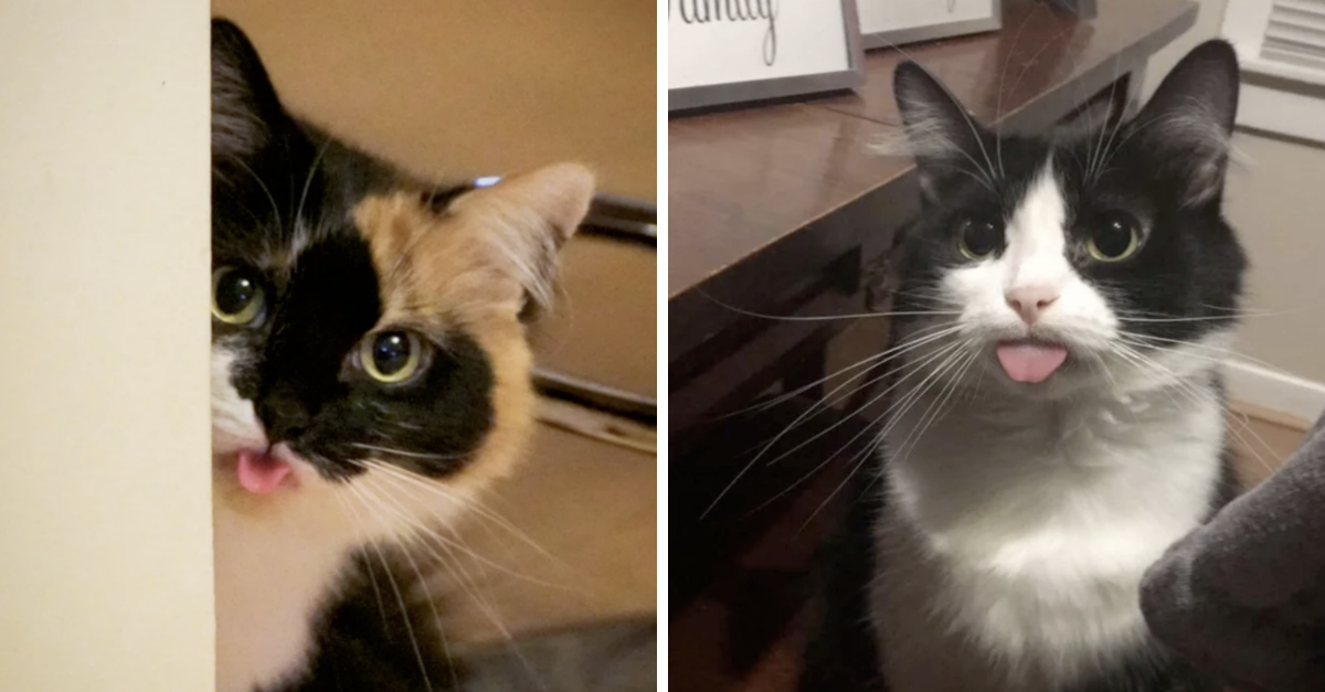 Cutest Cat Bleps To Brighten Up Your Day