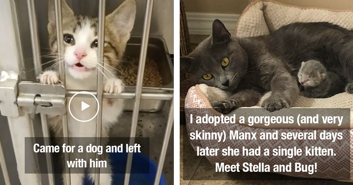 Wholesome Rescue Pet Pics That Show How Important It Is To Adopt And Not Shop - grandgoldman.com