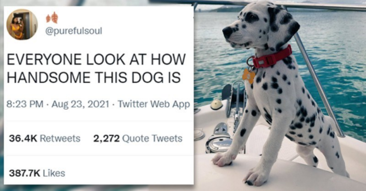 18 Spotty Dalmatian Dogs That Prove They’re The Most Handsome Dogs Ever - grandgoldman.com