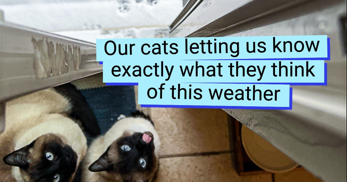 16 Hysterical Photos That Have More Drama Than a Shakespearean Tragedy