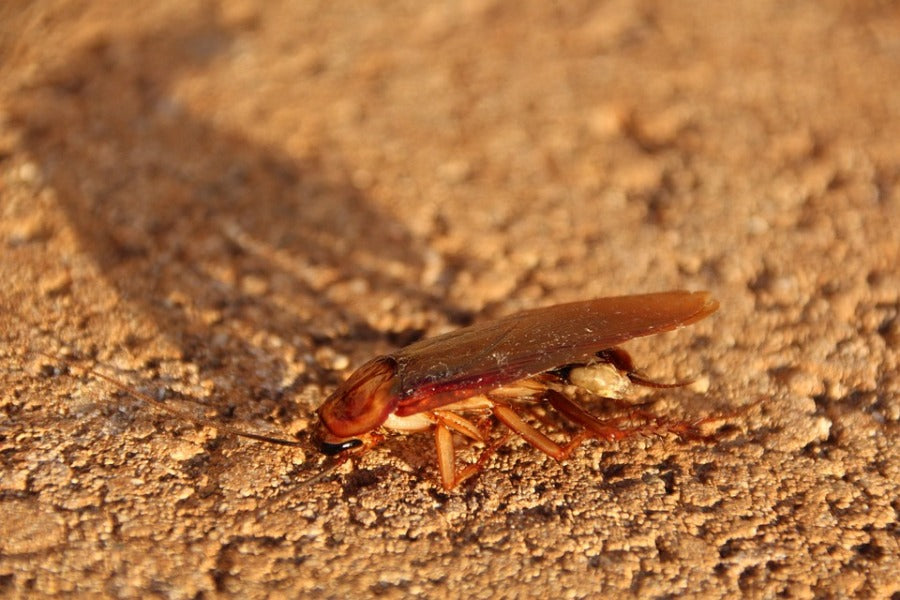 Cockroach Infestation in Condos: Expert Extermination Guide
