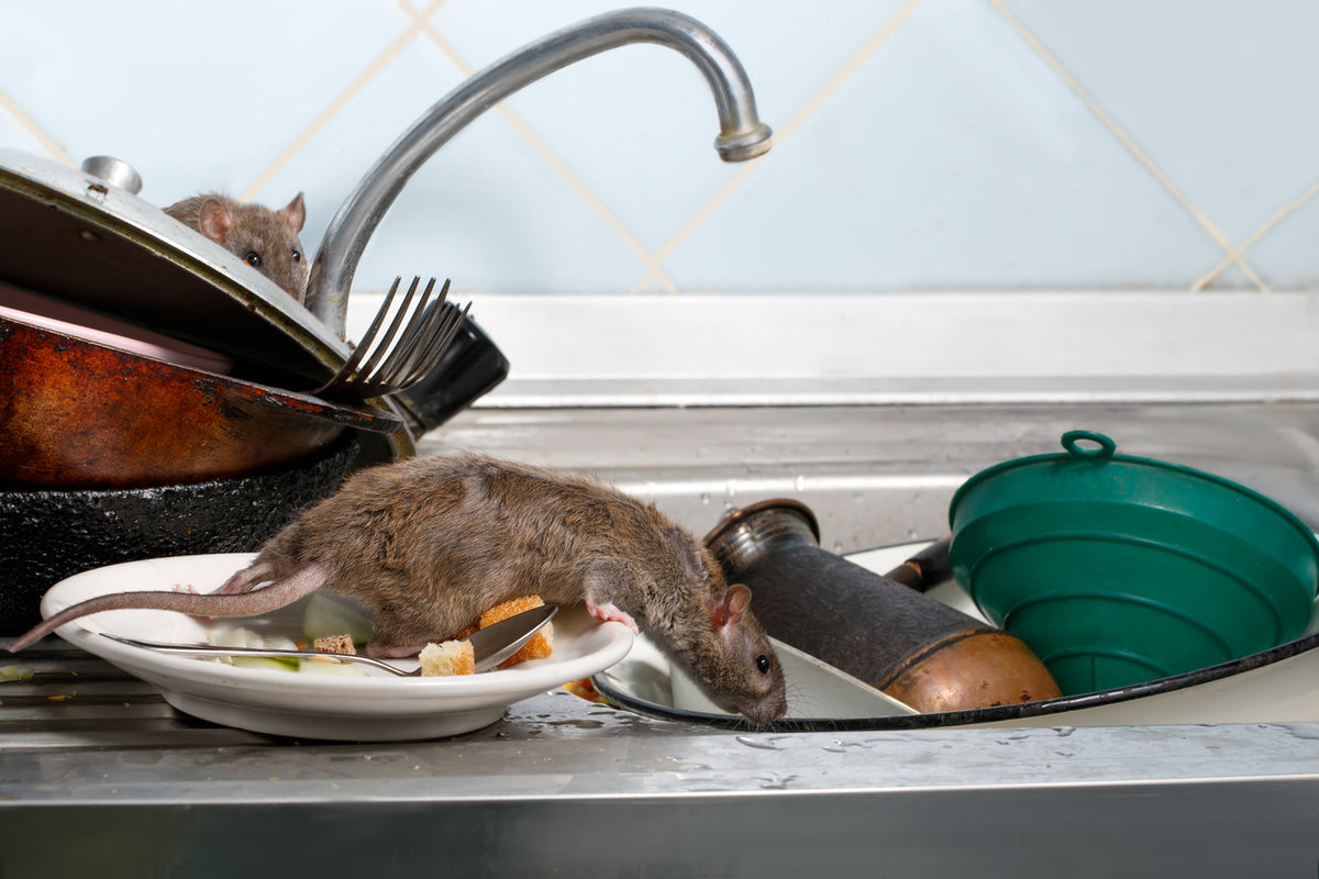 Emergency Rodent Control: What to Do If You Find a Sudden Mouse Infestation