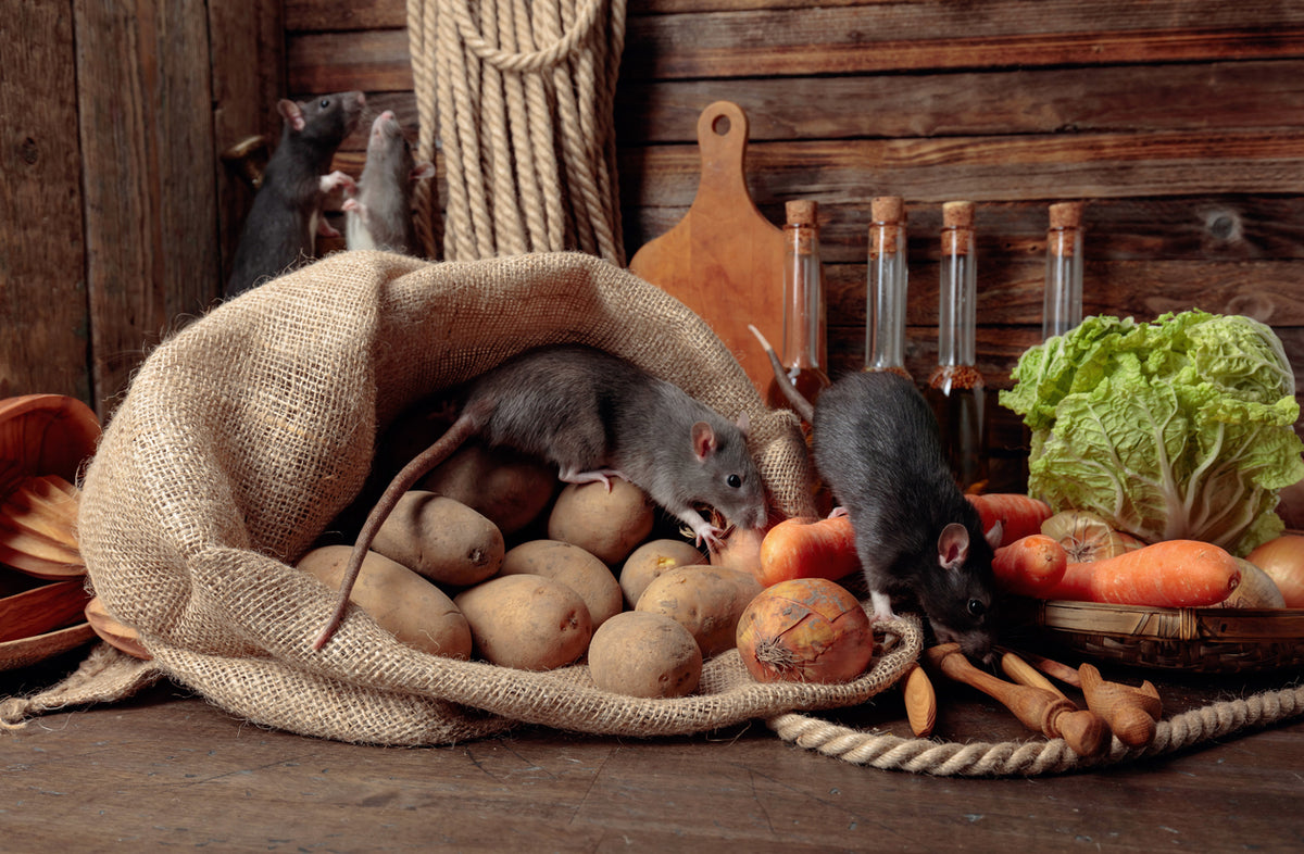 Rodent Control in Food Stores: HACCP Rules & Responsibilities