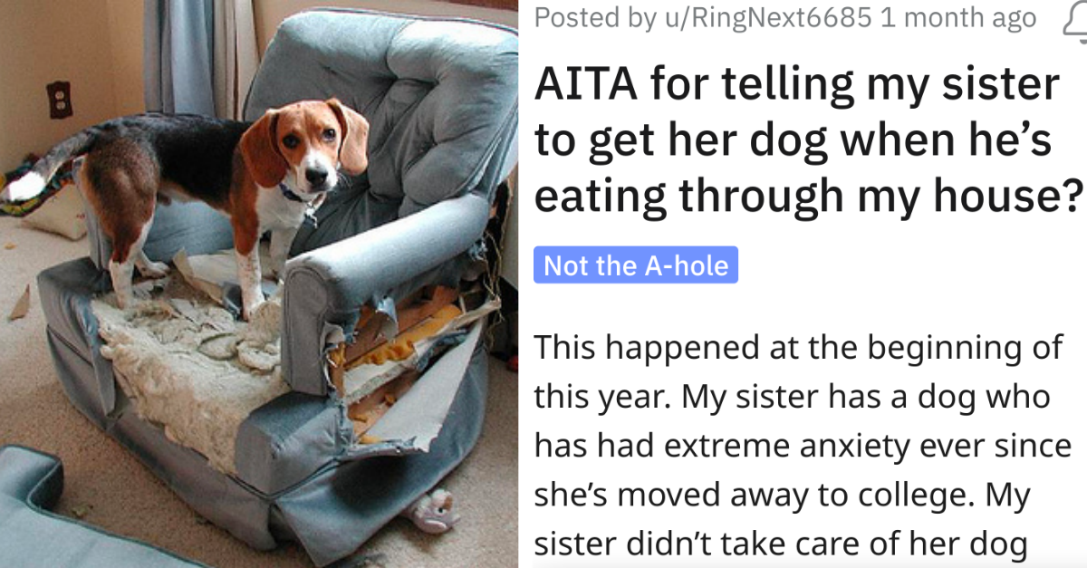 Family Forces Redditor To Take Care Of Sister’s Destructive Dog, Drama Ensues When They Refused - grandgoldman.com