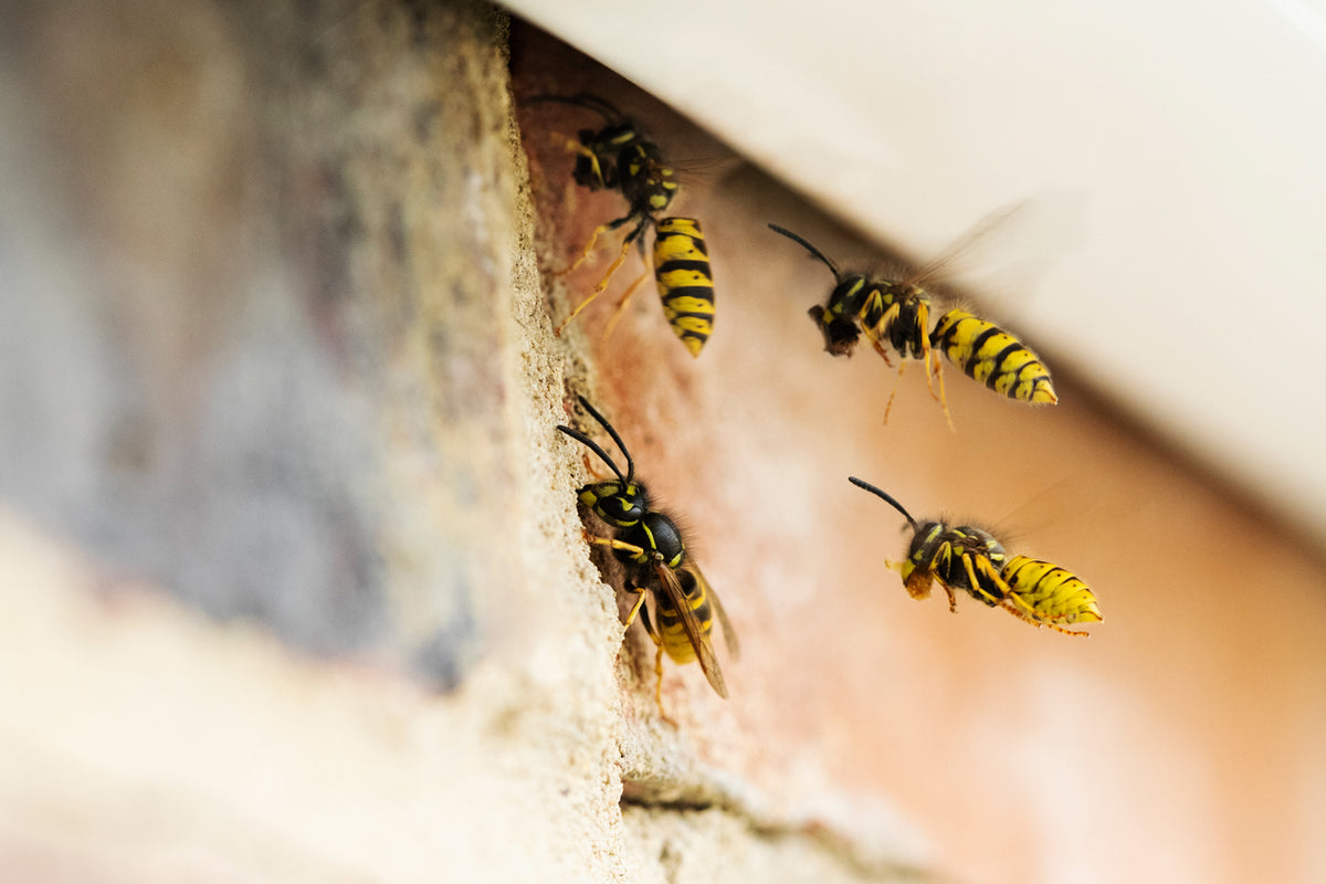 Hornets vs Wasps: Key Differences You Need to Know