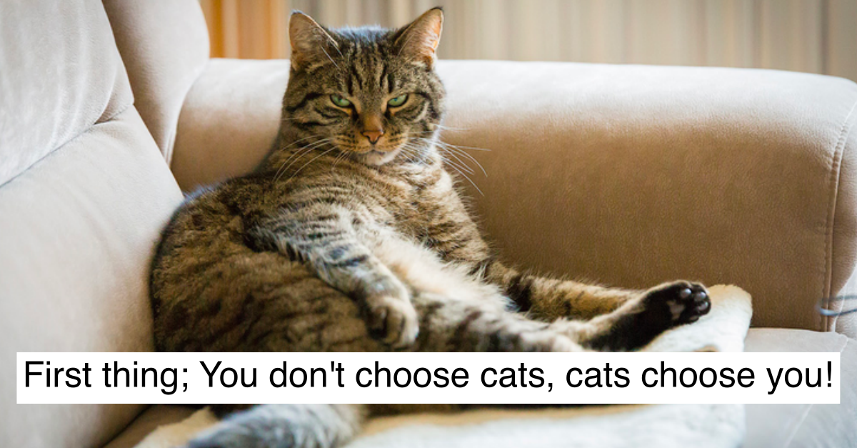 20 Hilarious Discoveries You Make When You Get A Cat For First Time