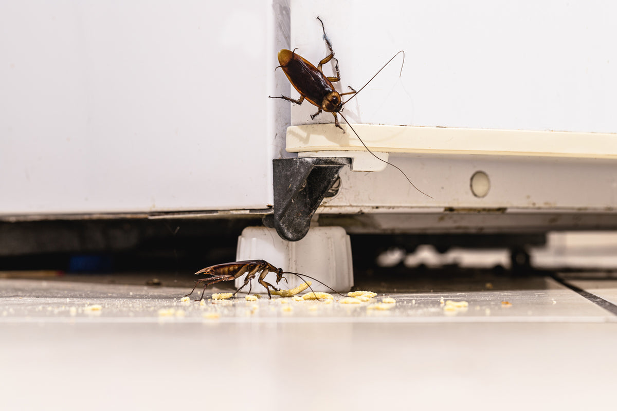 Hidden Signs of Cockroach Infestation: Spot Them Before It's Too Late