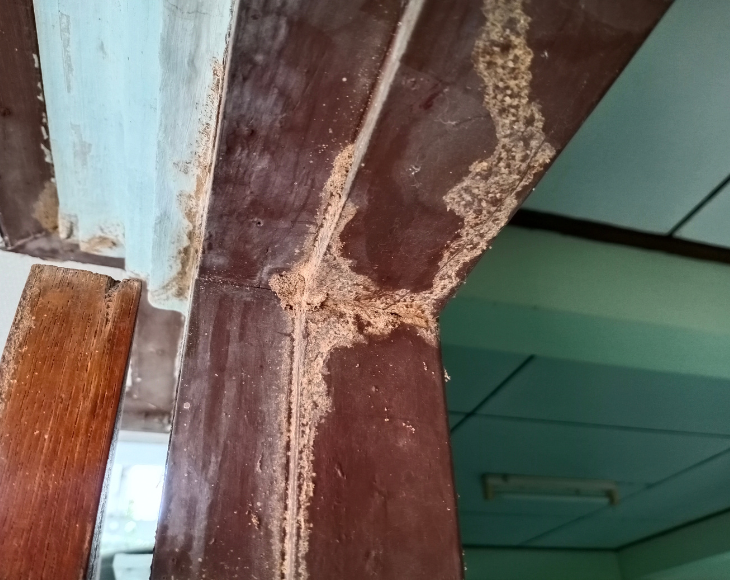 Termite Control: Baits, Injections & Milan Home Protection