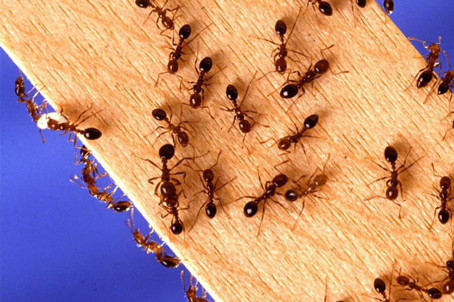Non-Toxic Ant Gel: Safe & Effective Indoor Pest Control