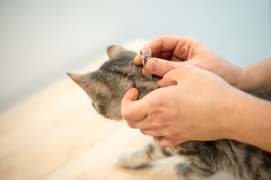 How to Get Rid of Fleas Forever: Proven Pest Control Tips