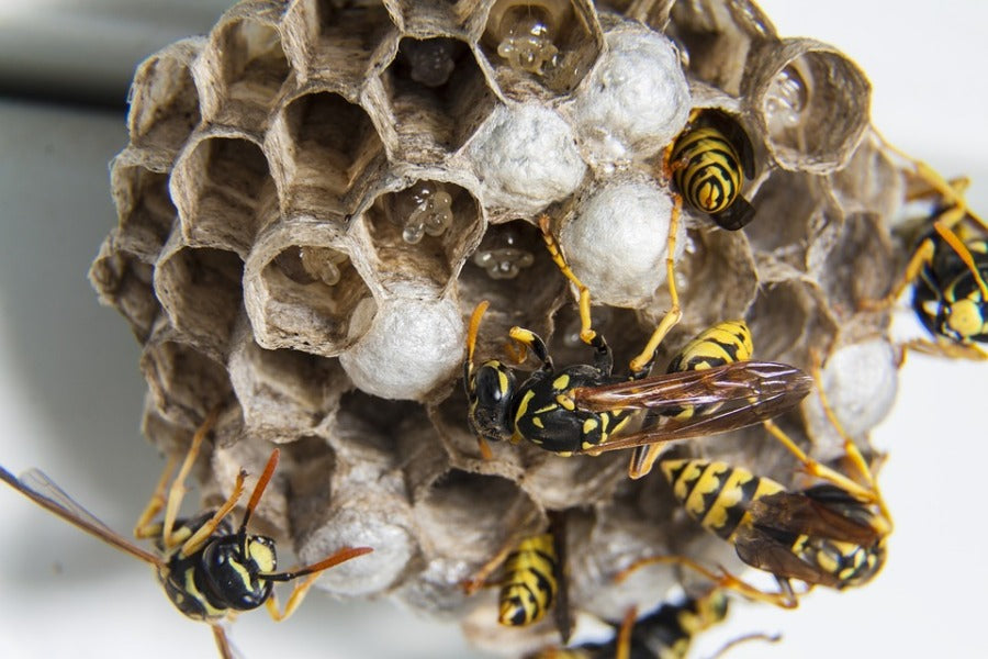 Wasp & Hornet Nest Removal: Safe & Effective Control Guide