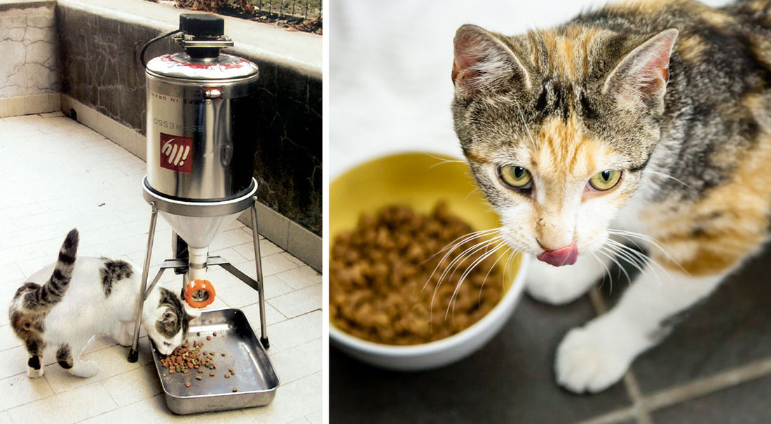 DIY Programmable Cat Food Dispenser | Detailed Project