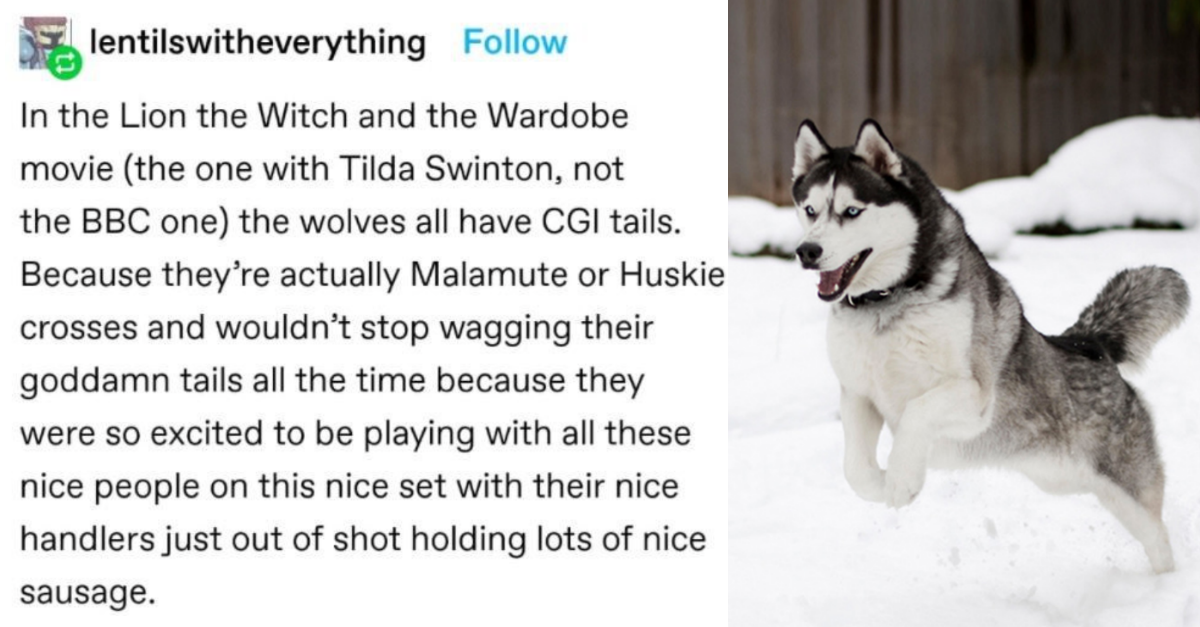 Tumblr Thread Discusses Actor Dogs That Were Supposed To Look “Threatening” But Were Wagging Their Tails
