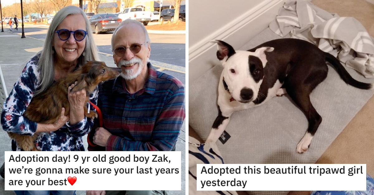 11 Pawsome Dogs Got Adopted Into New Homes