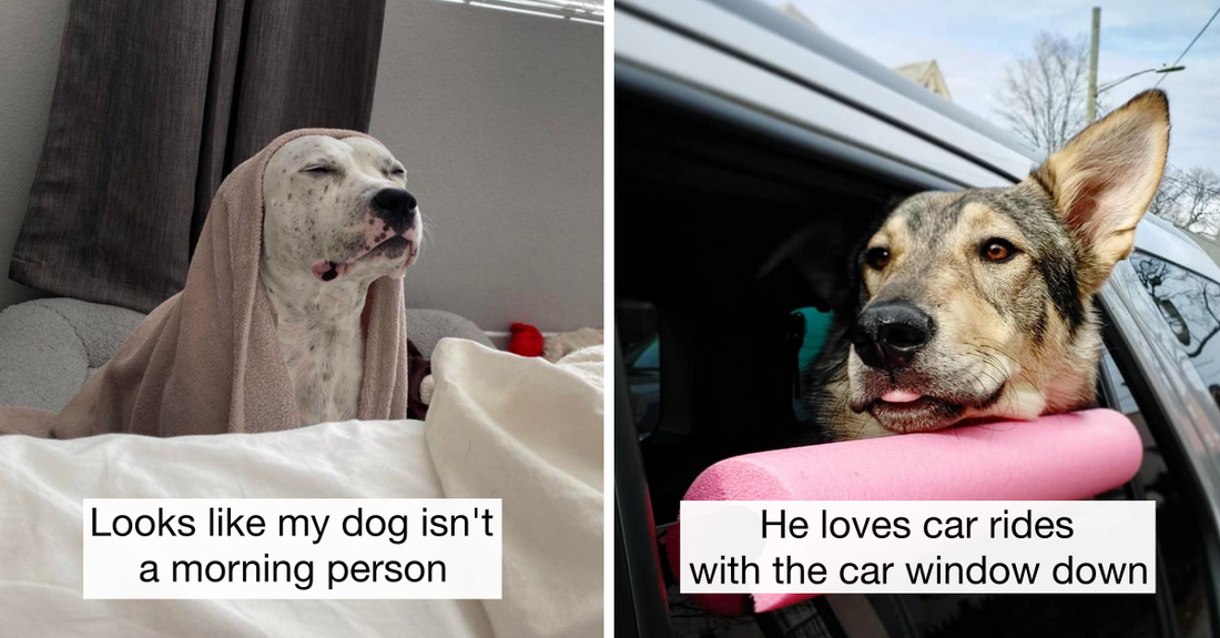 40 Wholesome Dogs Posts That Show How Precious Dogs Are
