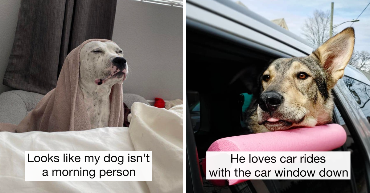 40 Wholesome Dogs Posts That Show How Precious Dogs Are