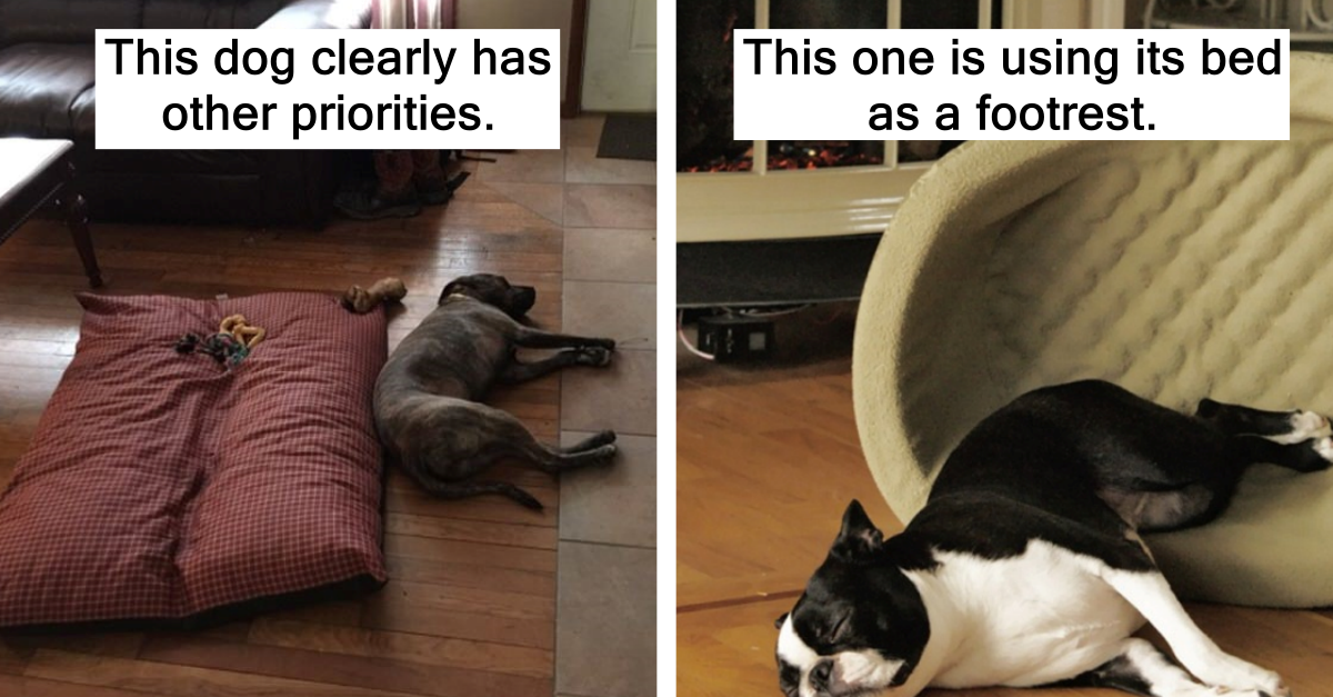 10 Dogs That Will Sleep Anywhere But In A Bed - grandgoldman.com