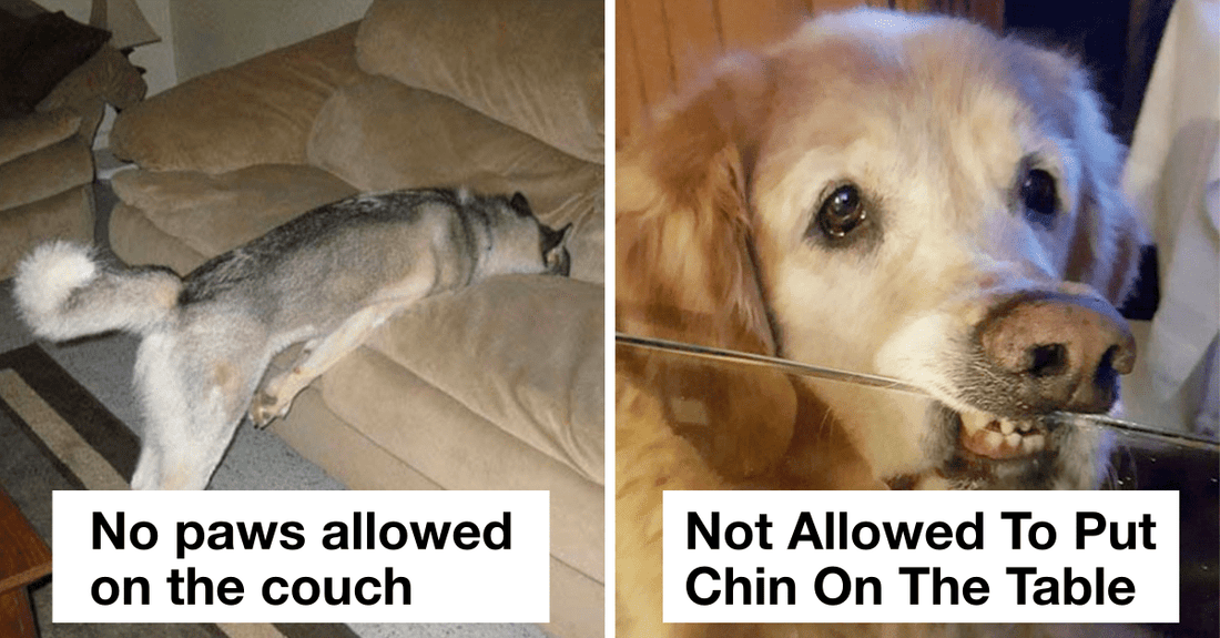 27 Dogs Trying To Bend Human Rules In Hilarious Ways