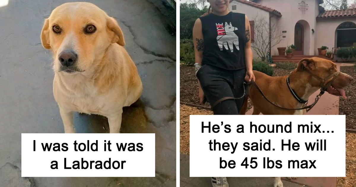 30 Times The Breed Of Dogs Turned Out To Be Different Than What The Owners Had Expected