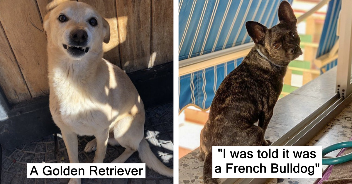 21 People That Were Lied To About Their Pet’s Breed - grandgoldman.com