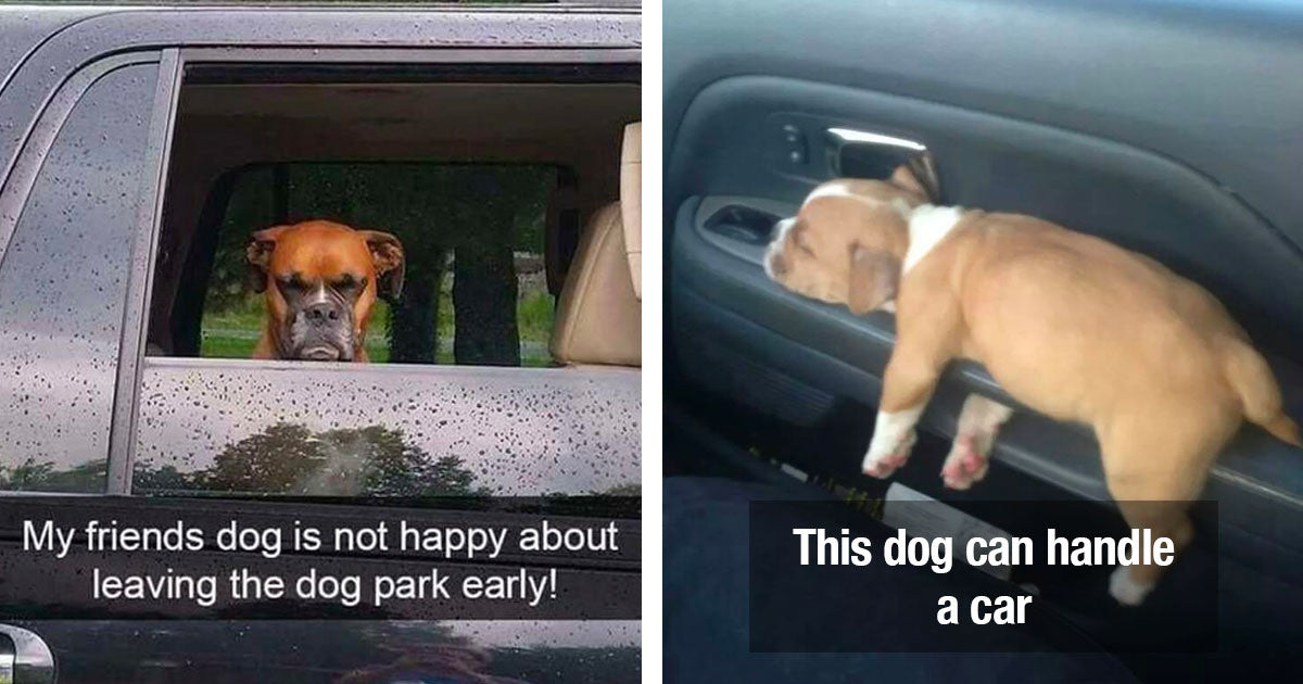 Funniest Pictures Of Dogs Riding Cars That Are Impossible Not To Laugh At
