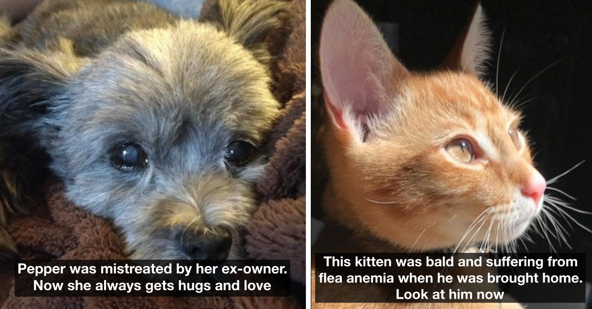 18 Animals Who Were Living A Hard Life Before But Have Now Found Homes - grandgoldman.com