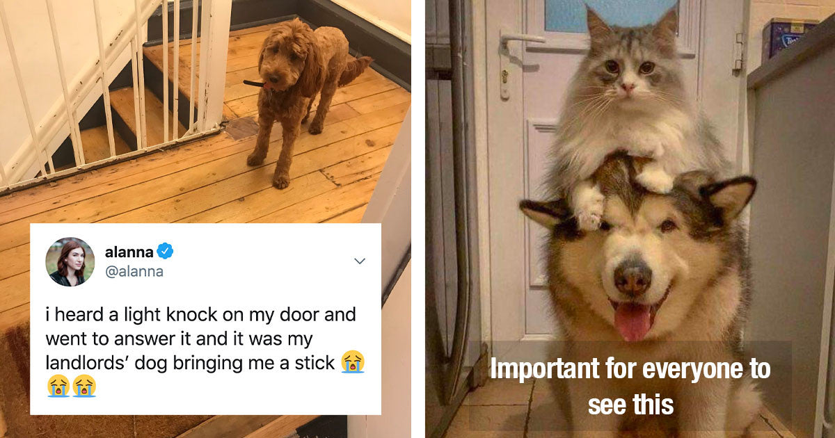 50 Wholesome Dog Posts That Prove They Are Purest Creatures