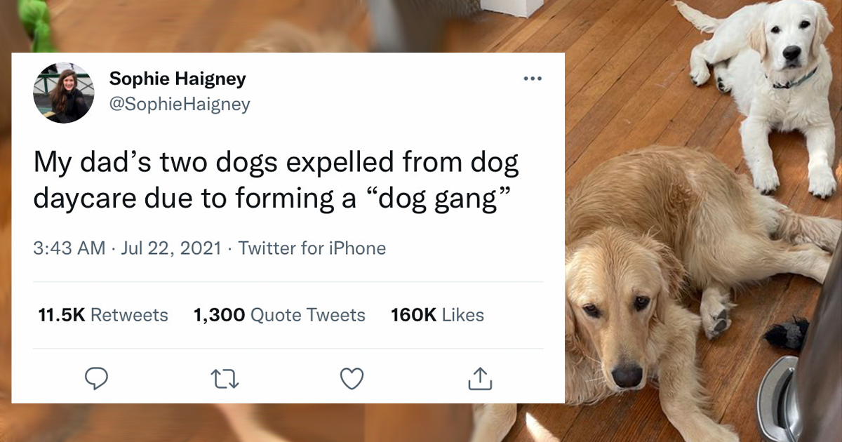 32 Dogs That Got Expelled From Daycare For The Most Hilarious Reasons