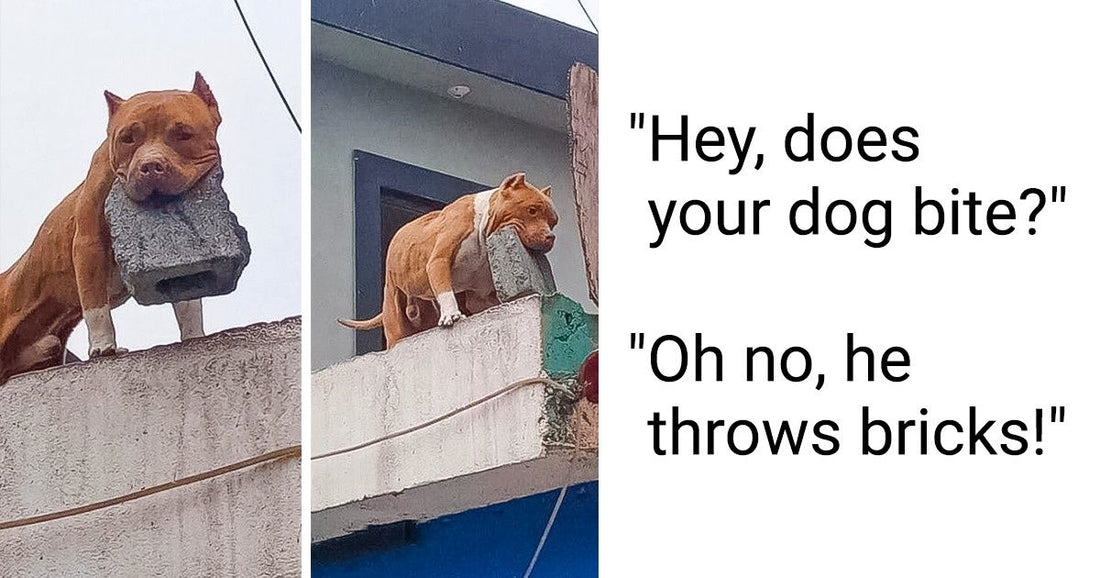 22 Hysterical Pics That Prove Life With Pets Is Never Boring