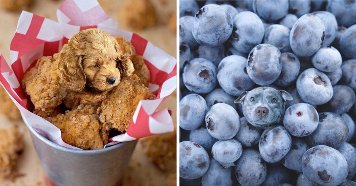 Someone Photoshopped Dog Faces Into Foods And It’s Hilarious (17 Pics)