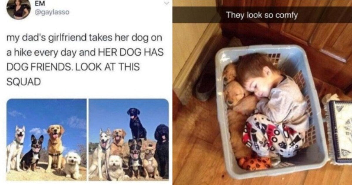 15 Mood Lifting Dog Memes For A Better Day - grandgoldman.com