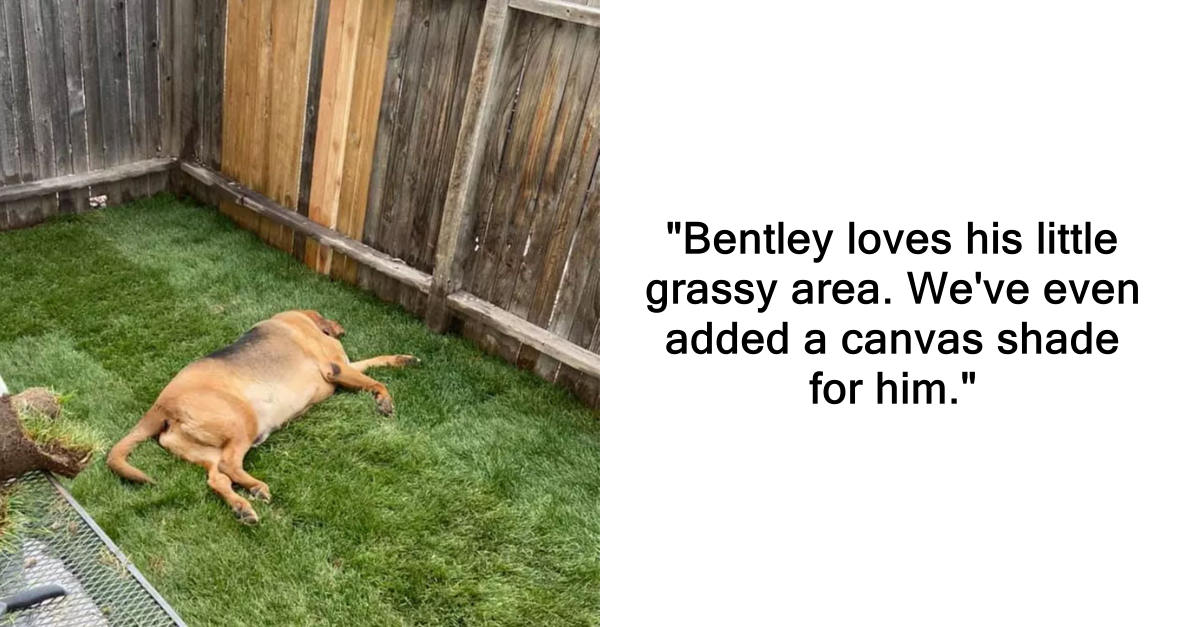 Wholesome Rescue Dog Relaxes On Grass For The First Time After Getting A Yard - grandgoldman.com