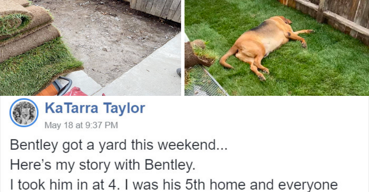 Rescue Dog Gets Yard For The First Time In His Life, “Zoomies” Ensues