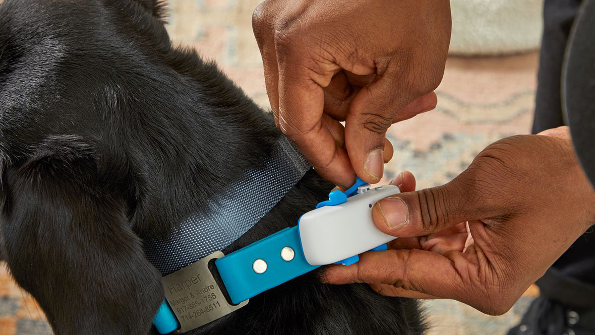 10 Best Dog GPS Trackers Chip Implants (Reviews) – Grand Goldman