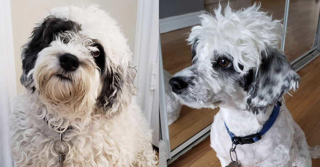 Dogs Who Wished Their Owners Would’ve Just Taken Them To A Groomer