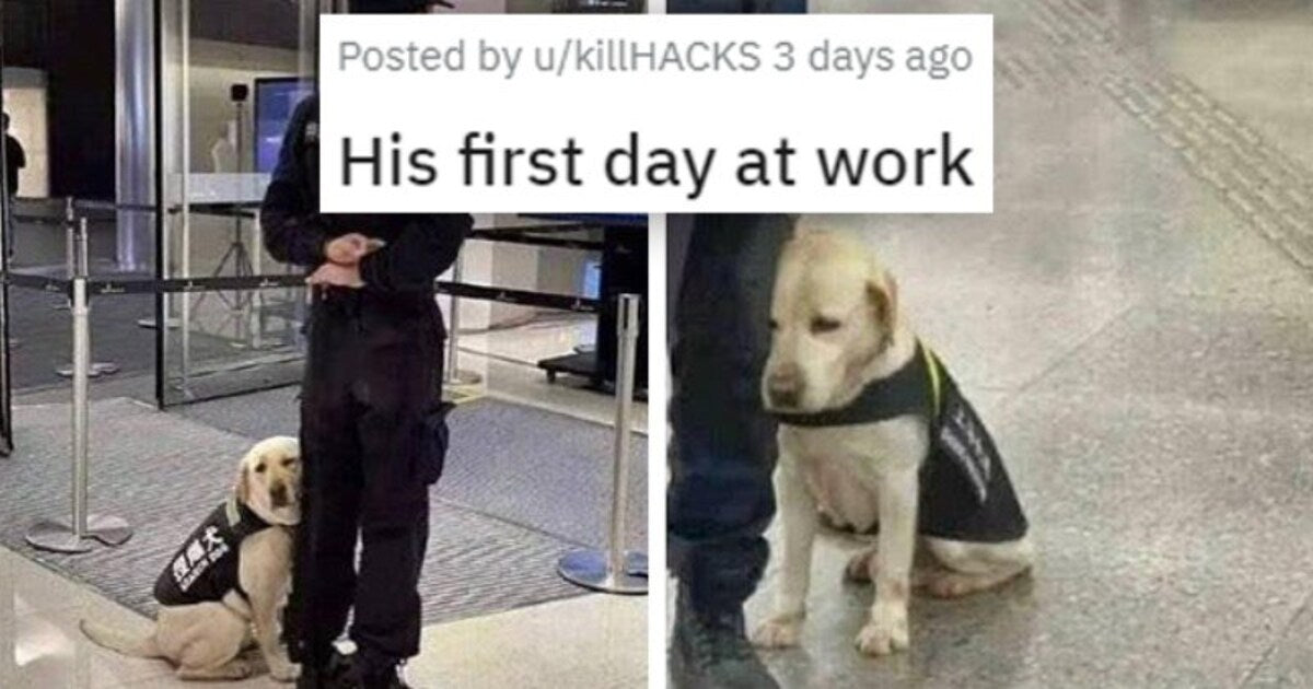 21 Animals That Became The Source Of Happiness For Their Humans