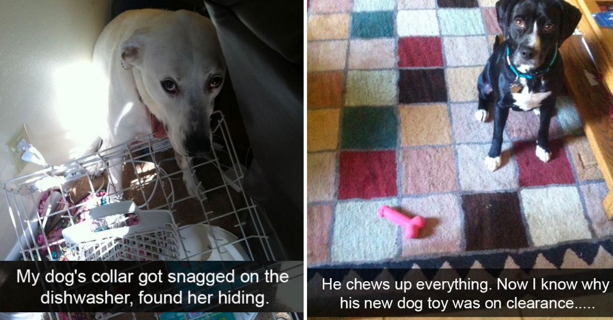 20 Dog Snaps That Show How Life Of Dog Owners Is A Never Ending Adventure - grandgoldman.com