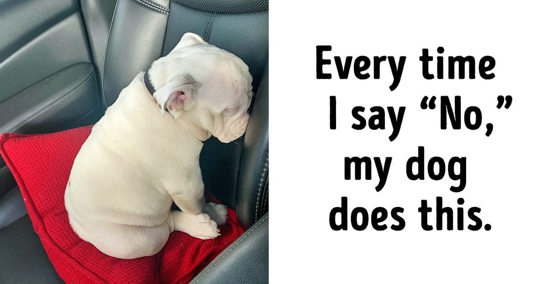23 Hysterical Photos That Prove Dogs Have Their Own Kind Of Logic