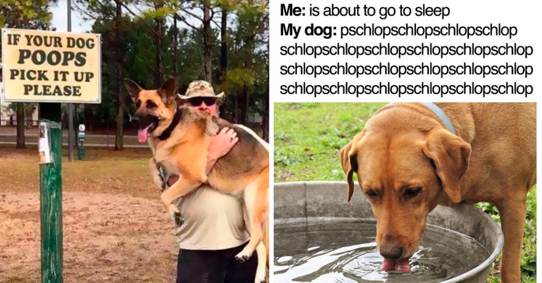 40 Hilariously Accurate Dog Memes That Are Surely Made By Dog Owners - grandgoldman.com