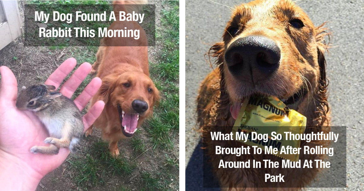 44 Times People’s Pets Brought Them The Weirdest Gifts Ever - grandgoldman.com