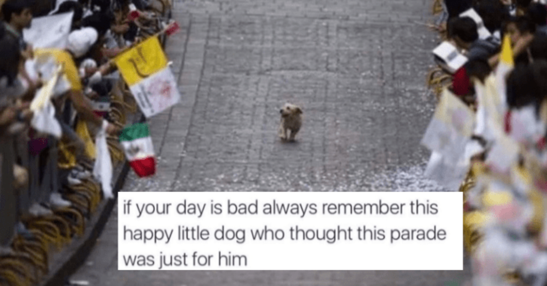 Pupper Medley: A Hilarious Compilation Of Dog Memes And Tweets - grandgoldman.com
