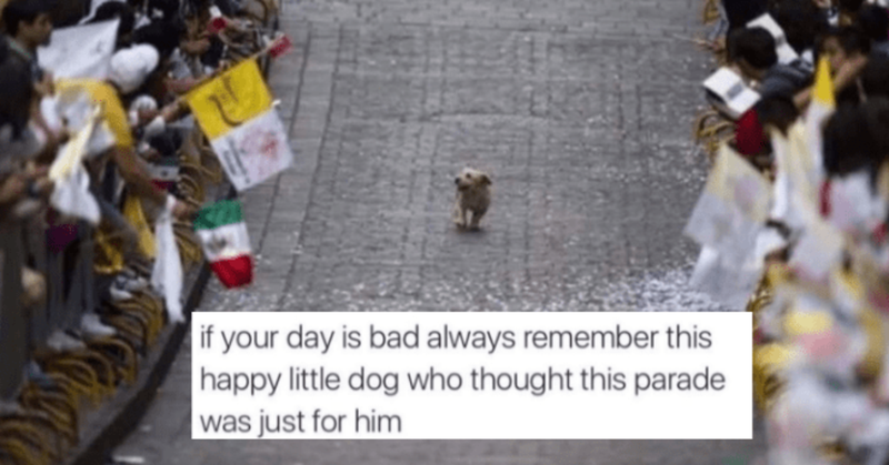 Pupper Medley: A Hilarious Compilation Of Dog Memes And Tweets - grandgoldman.com