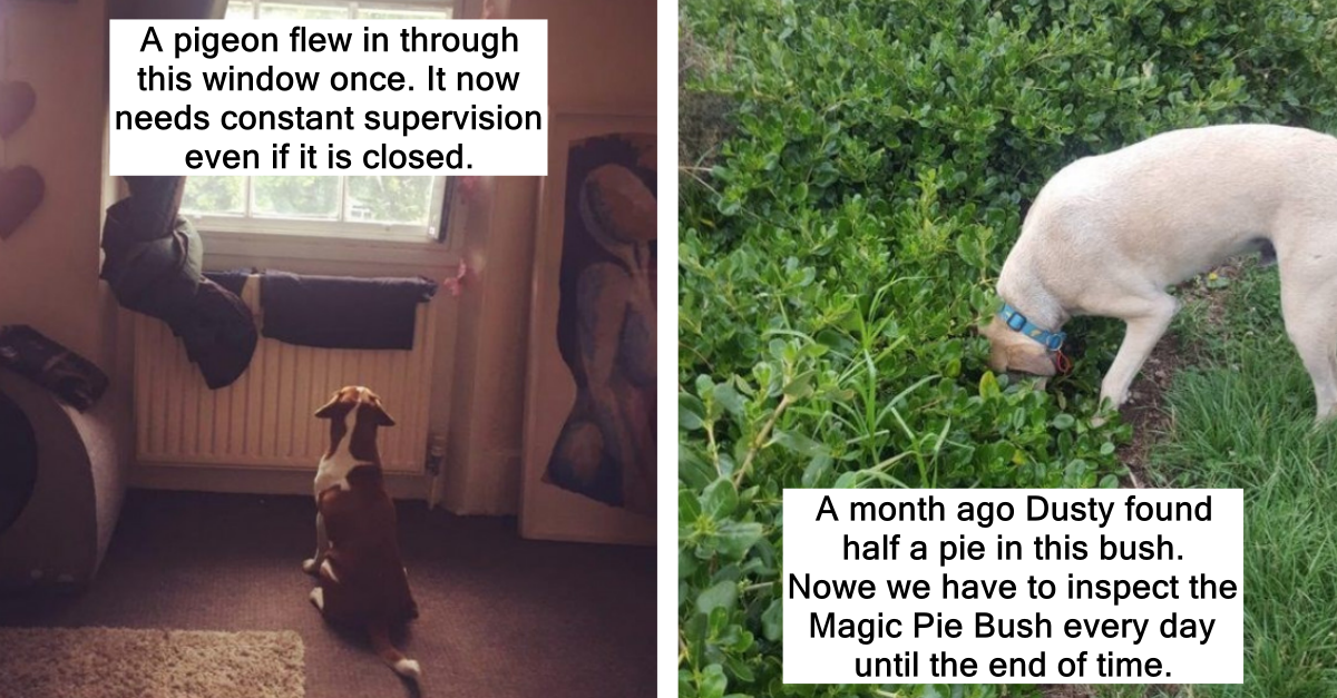 Stories Of Dogs Who Have Amazing Memory And Proves Dogs Never Forget - grandgoldman.com