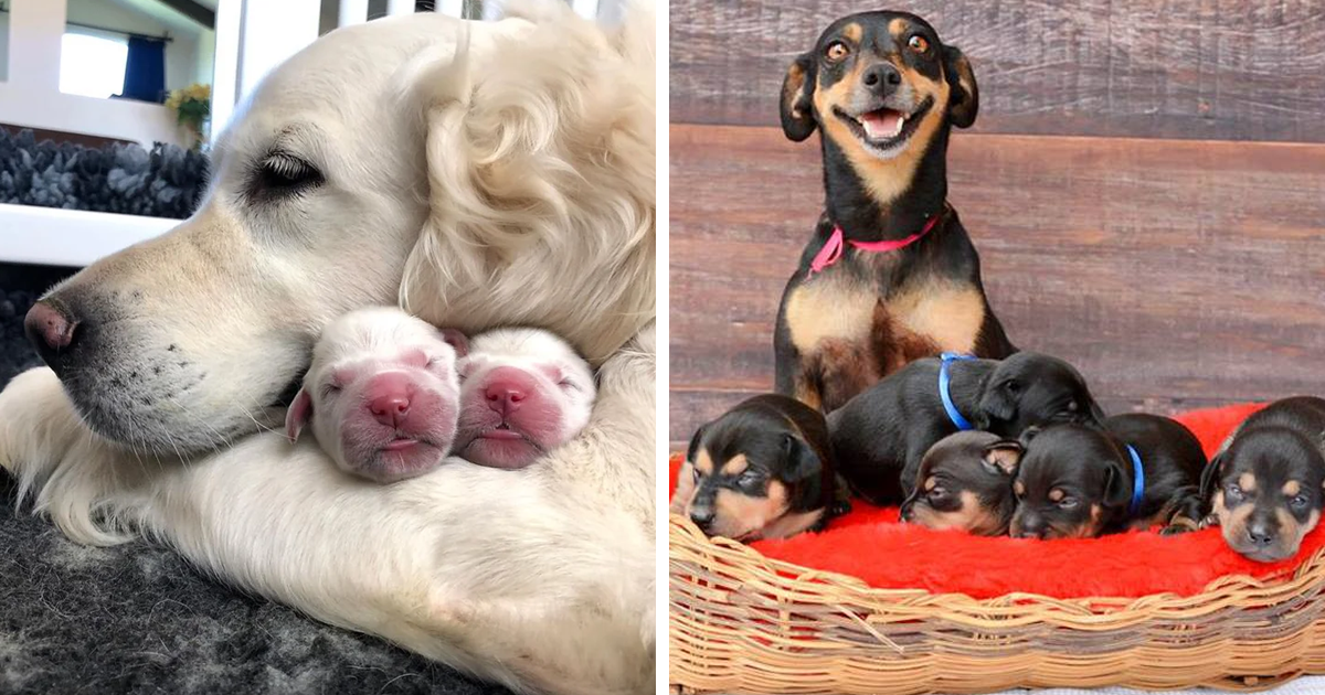 50 Pics Of Proud Dog Mommies With Their Little Puppies