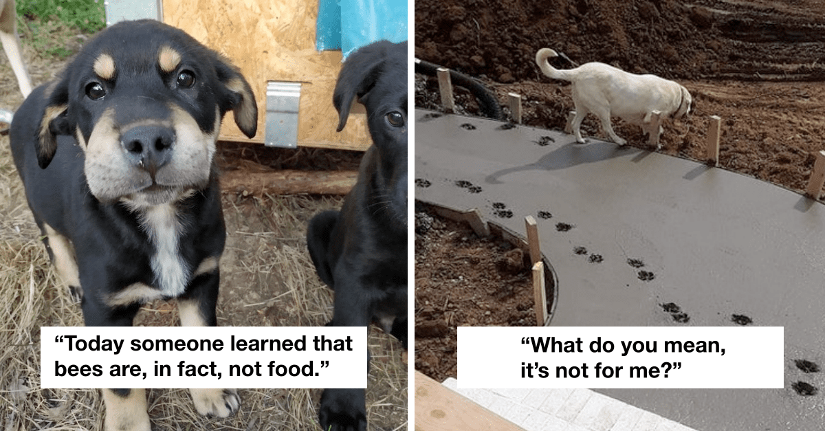 18 Dogs Who Tried Their Best To Be Good Boys But Failed Hilariously - grandgoldman.com
