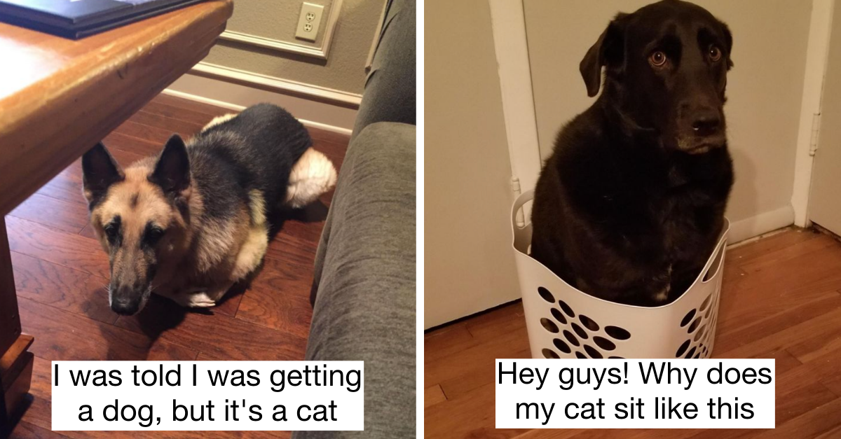 22 People Who Wanted New Dogs But Ended Up Getting A Cat In Disguise - grandgoldman.com