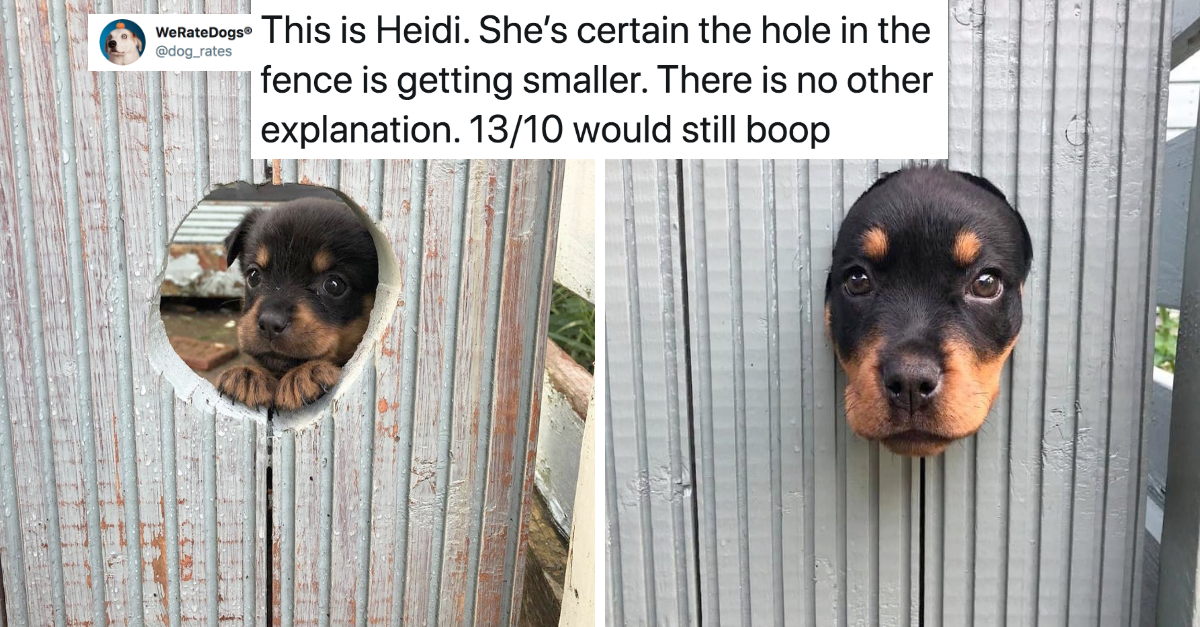 11 Wholesome Dog Posts That Truly Booped My Snoot